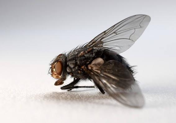 La Mosca